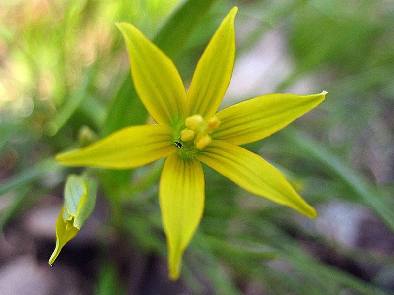 fleurs d'oie