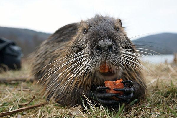 Nutria aime les racines, l'herbe