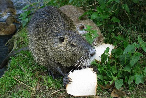 Pour un développement réussi, les animaux ont besoin d'un réservoir