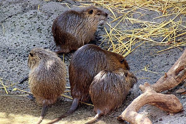 Les ragondins sont considérés comme les animaux les plus propres de la ferme.