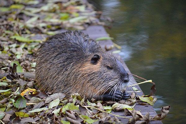 Un animal mange un légume-racine avec appétit