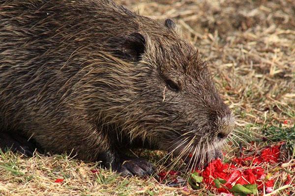 Nutria a une délicieuse viande diététique