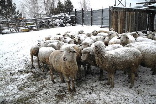 Moutons dans la cour en hiver