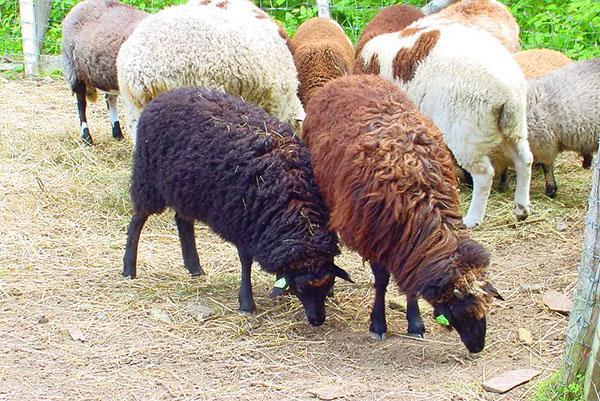 Les moutons sont élevés pour la viande, la laine, le lait