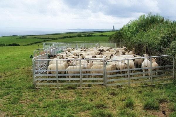 Moutons dans un enclos portable