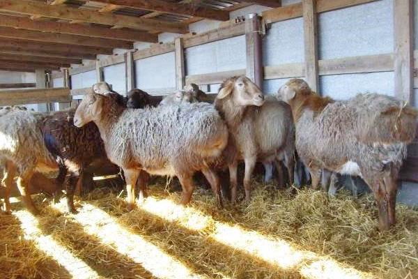 Las ovejas se mantienen en el interior en invierno.