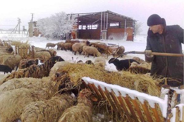 Les moutons sont nourris à l'extérieur