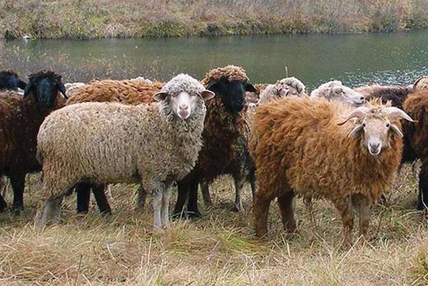 Des moutons paissant