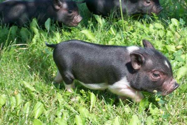 Petits cochons sur la pelouse