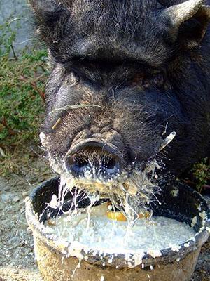 Alimentación del cerdo vietnamita
