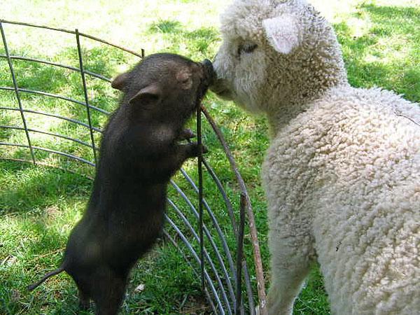 Petit agneau et cochon