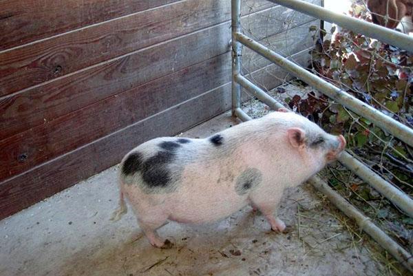 Les porcs vietnamiens aiment l'herbe, les légumes