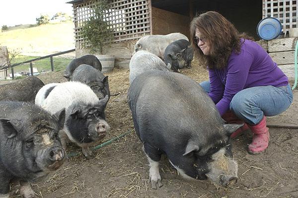 Porcelets d'engraissement pour la viande