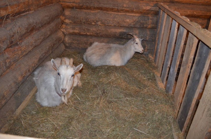 casa de cabras para el invierno