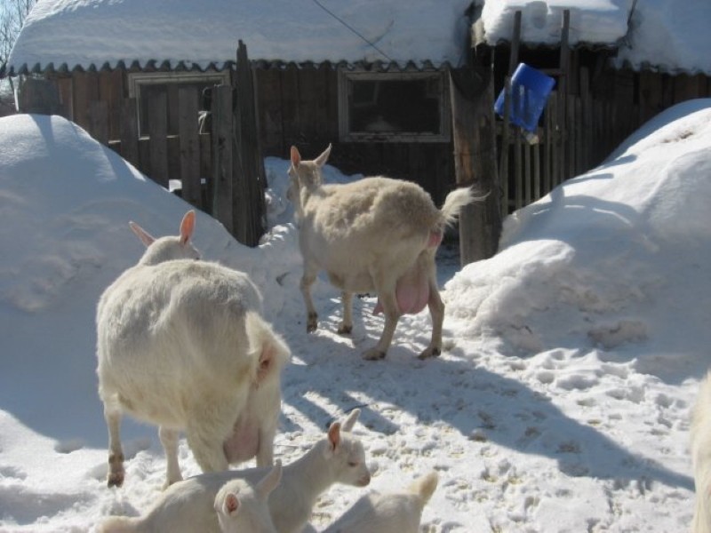 territorio para paseos invernales de cabras