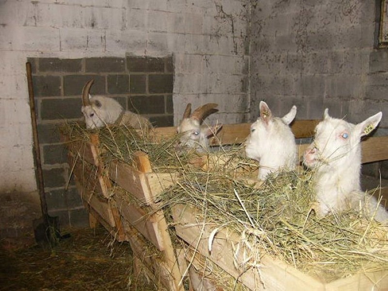 dieta de invierno de las cabras