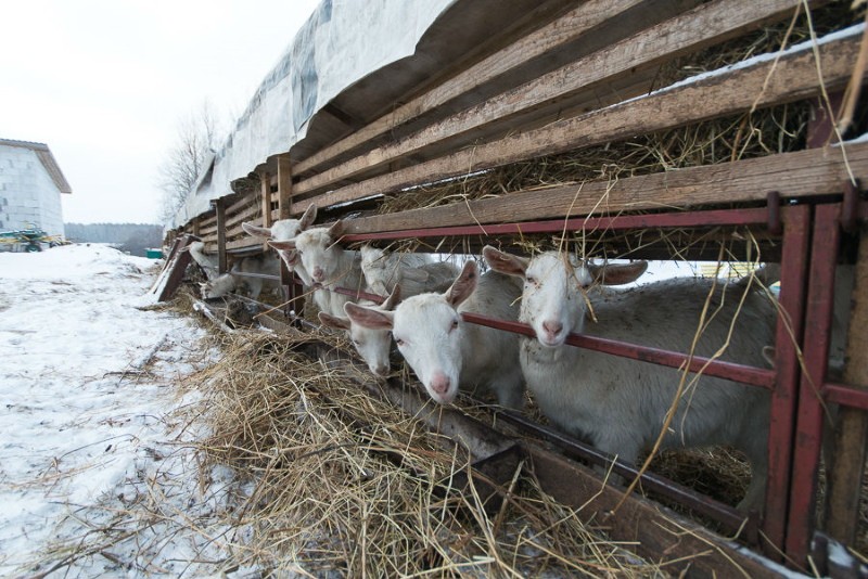 tener cabras en invierno sin calefacción