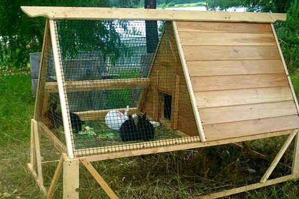 petite volière pour jeunes animaux