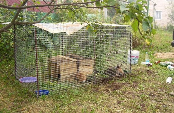 volière avec zone de promenade clôturée pour un lapin