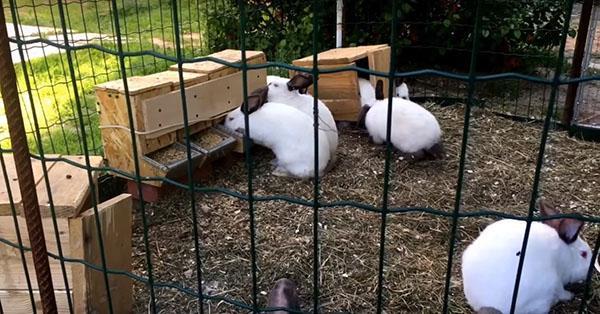 volière pour élevage de lapins d'été
