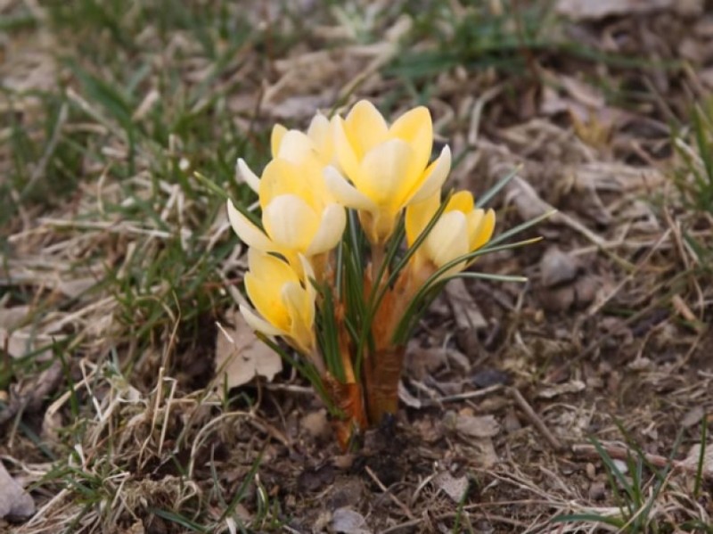 romance de crocus doré