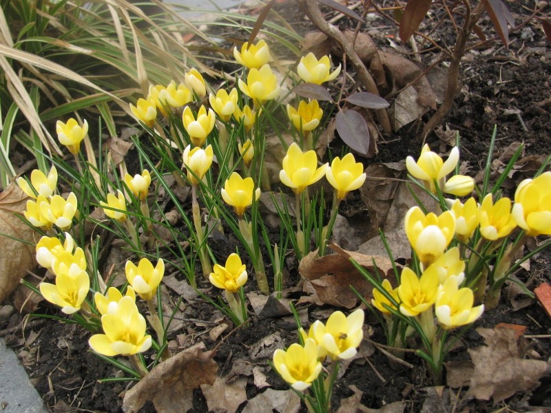 romance de crocus