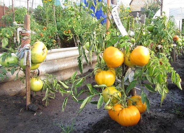 Tomates caqui