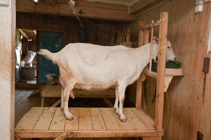 chambre respectueuse des animaux