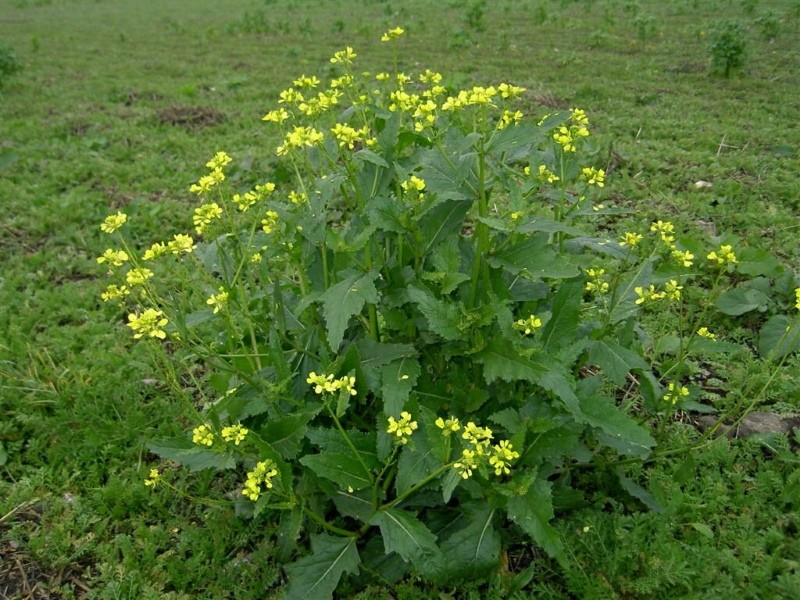 mostaza de campo