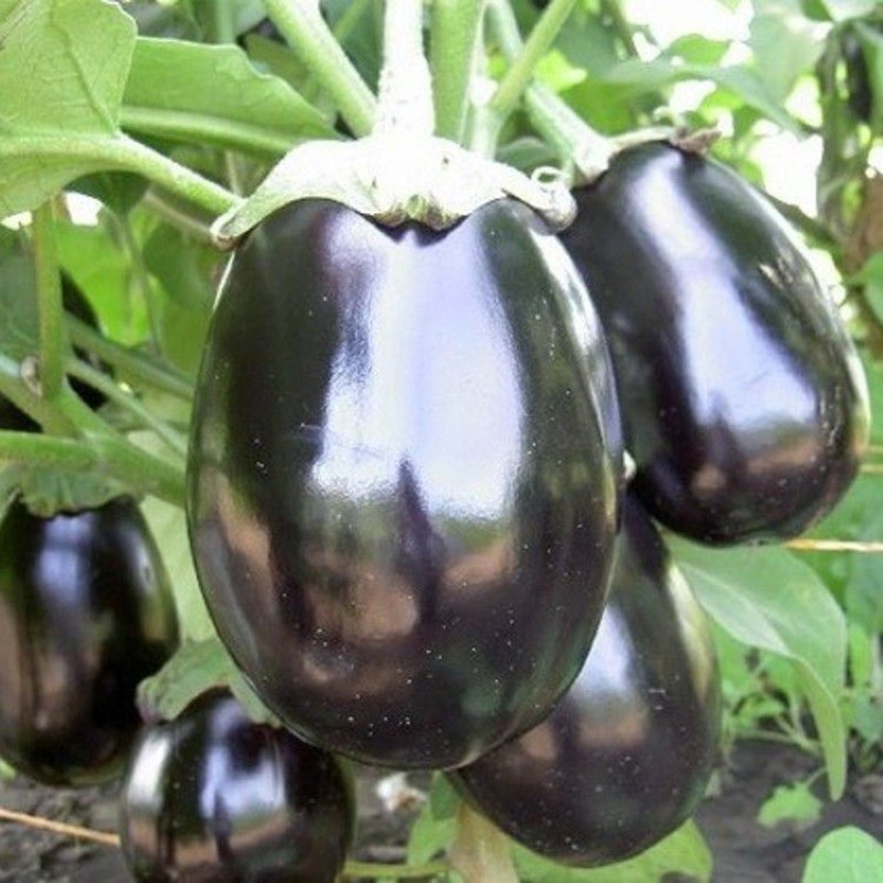 variété d'aubergine noir beau
