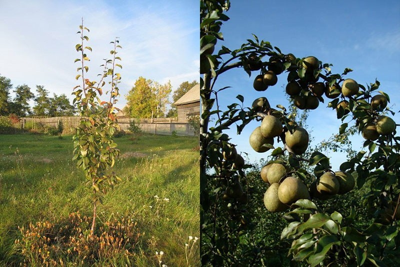 plántulas y árboles frutales