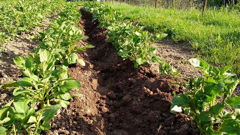 buttage de pommes de terre