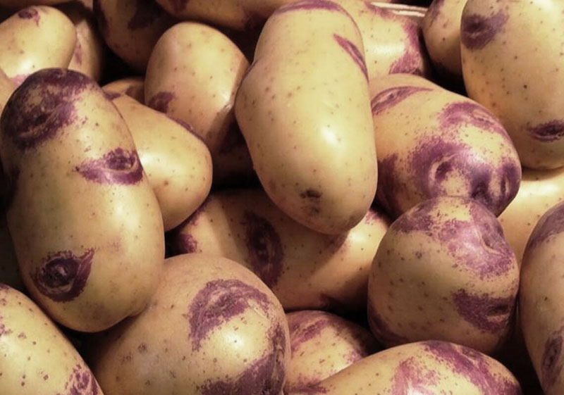 variedad de papa picasso