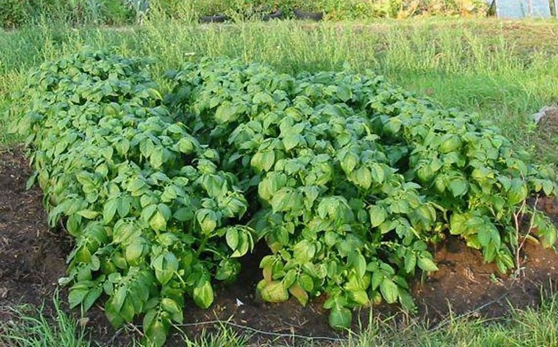 faire pousser des pommes de terre picasso