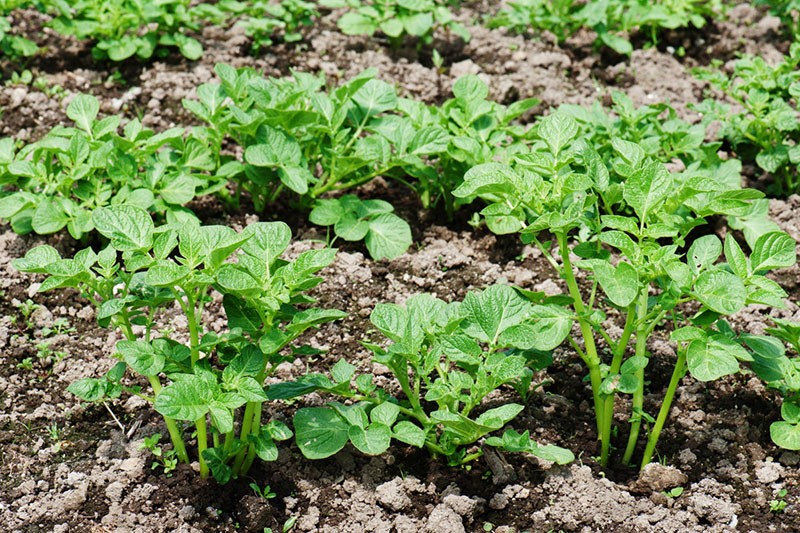 site de plantation de pommes de terre picasso