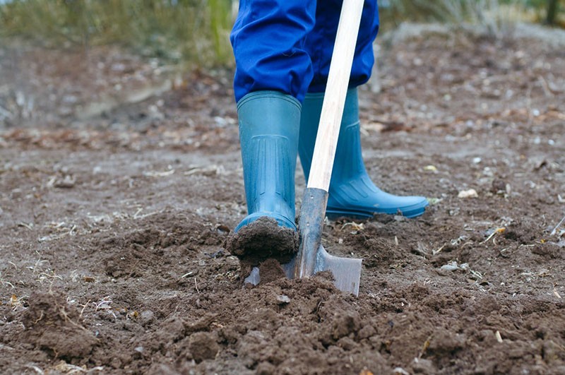 préparation du sol pour la plantation de pommes de terre