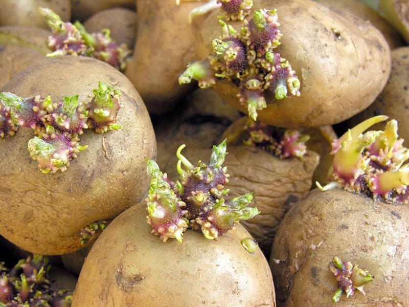 préparer les pommes de terre pour la plantation