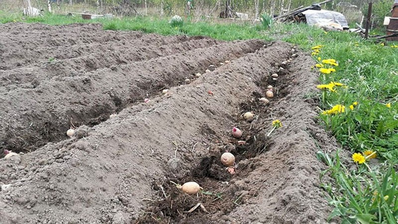plantar patatas picasso