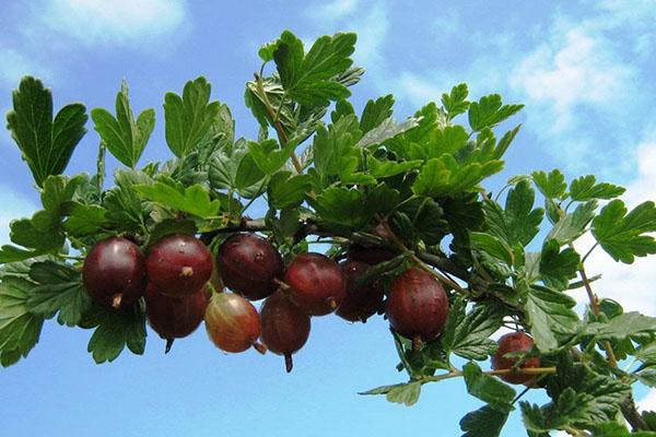 cultivo de variedades de grosella espinosa Kolobok