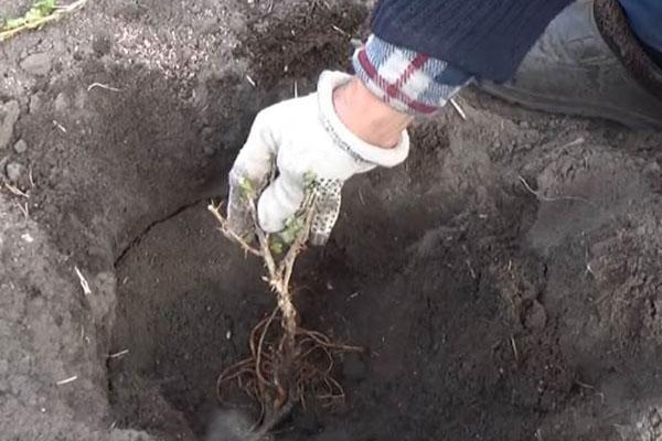 plantar una plántula de grosella espinosa