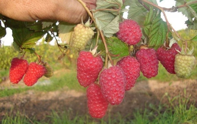 variedad versátil