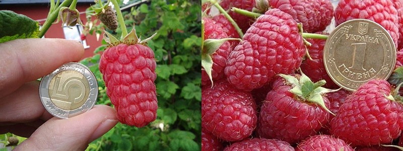 tailles des variétés de framboises Brusvyana