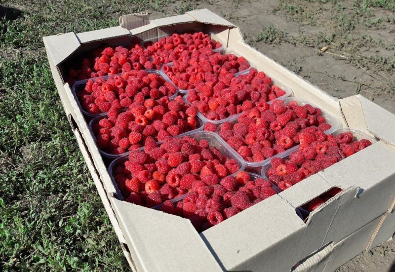 framboise à haut rendement