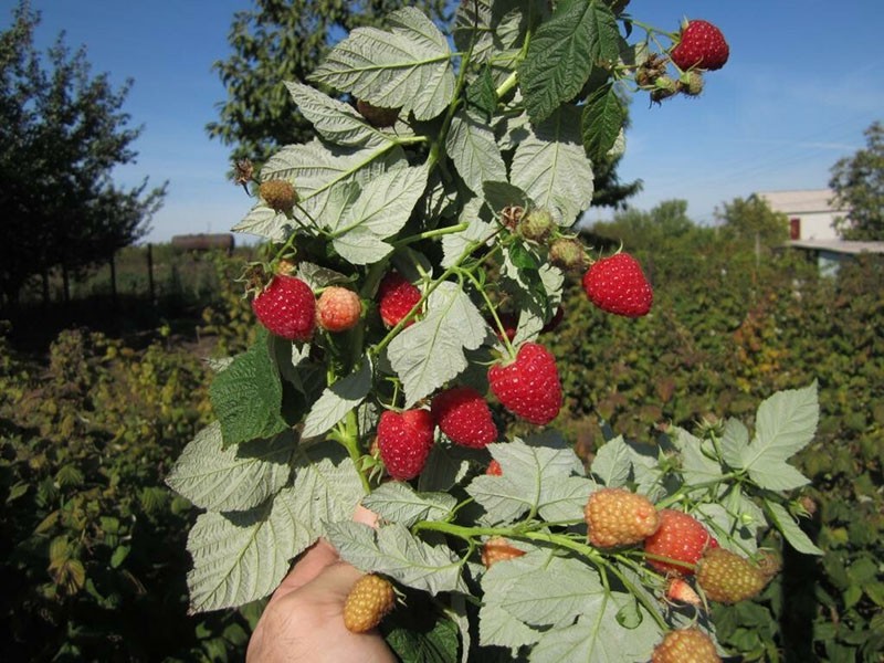 caractéristiques de prendre soin des framboises