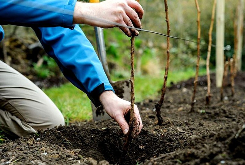 processus de plantation de framboises