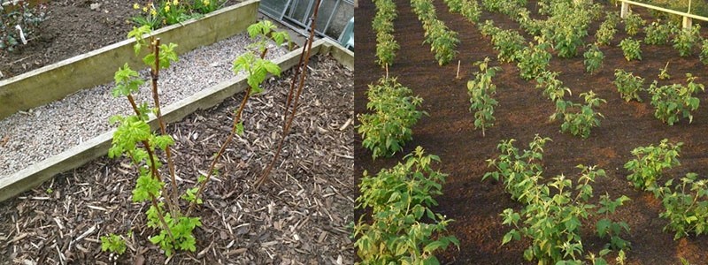 mulching y remoción de malezas