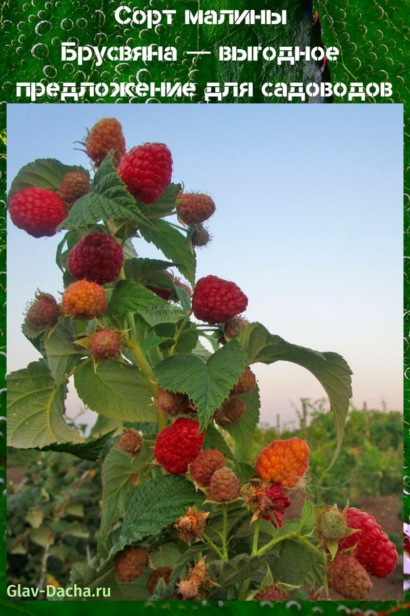 variedad de frambuesa Brusvyana