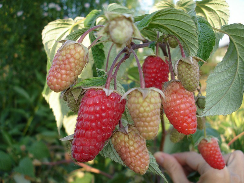 cultivo de frambuesas