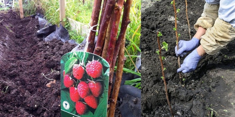 plantar plántulas de frambuesa