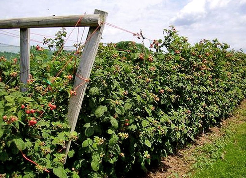 frambuesas en un enrejado